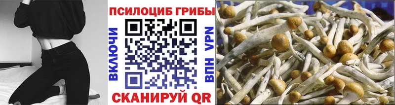 где найти   Ленинск  Галлюциногенные грибы Psilocybine cubensis 
